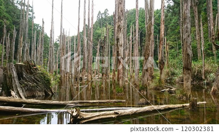 A tranquil wetland scene featuring tall, lifeless trees rising from calm, reflective water surrounded by lush green foliage, formed after a landslide in the 921 earthquake blocking the river 120302381