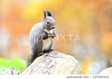 Ezolith Ezolith 120302602