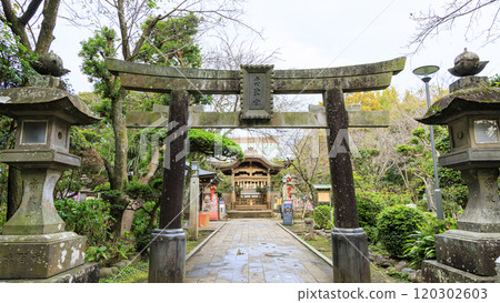 湘南江之島的奧津神社/江之島神社的龍神，其朱紅色的鳥居令人印象深刻 120302603