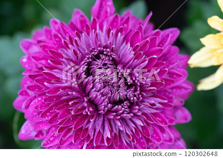 Purple chrysanthemums in the park 120302648
