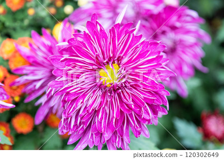 Purple chrysanthemums in the park Purple chrysanthemums in the park 120302649