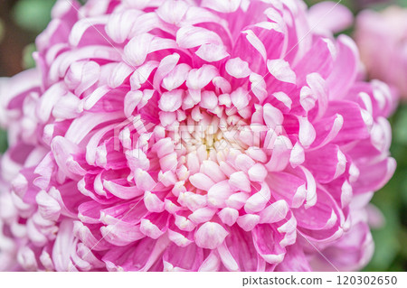 Purple chrysanthemums in the park 120302650