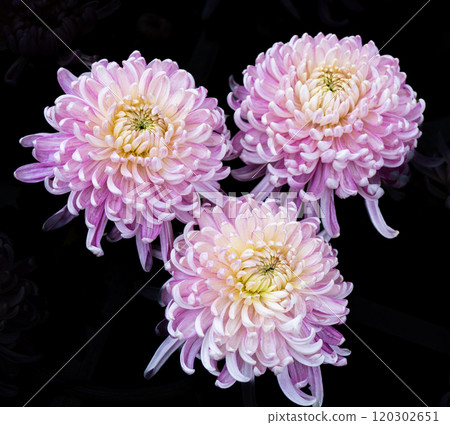Purple chrysanthemums in the park 120302651