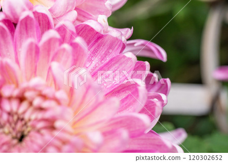 Purple chrysanthemums in the park Purple chrysanthemums in the park 120302652