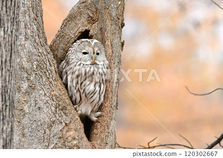 Ezo Owl Ezo Owl 120302667