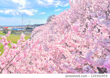 關東/春天的櫻花/足柄早開的櫻花在山坡上綻放美麗/神奈川縣南足柄市(1) 120302959