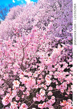 關東/春天的櫻花/早開的足柄櫻花預示著春天的提前到來/神奈川縣南足柄市(3) 120302964