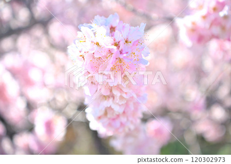 Kanto - Spring Cherry Blossoms - The cute pink lantern-like early-blooming cherry blossoms of Ashigara - Minamiashigara City, Kanagawa Prefecture (3) 120302973