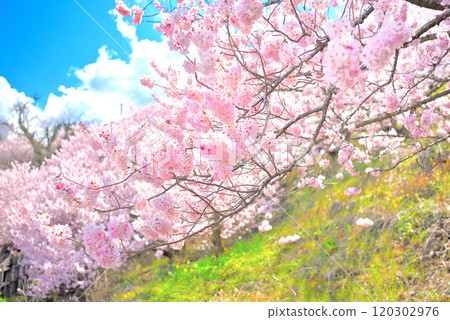 Kanto - Spring Cherry Blossoms - Ashigara's early-blooming cherry blossoms are popular for taking selfies surrounded by cherry blossoms - Minamiashigara City, Kanagawa Prefecture (1) 120302976