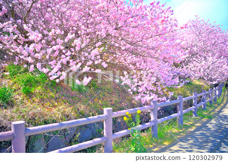 Kanto - Spring cherry blossoms - Image of walking slowly while admiring the early-blooming cherry blossoms in front of one's eyes - Minamiashigara City, Kanagawa Prefecture (3) 120302979