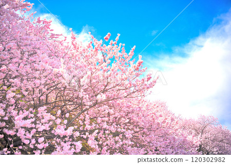 Kanto - Spring Cherry Blossoms - Enjoy the typical Japanese spring scenery early with the early-blooming cherry blossoms of Ashigara - Minamiashigara City, Kanagawa Prefecture (1) 120302982