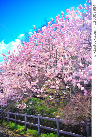 Kanto - Spring Cherry Blossoms - Ashigara's early-blooming cherry blossoms, popular for taking photos with the cherry blossoms in full bloom in the background - Minamiashigara City, Kanagawa Prefecture (1) 120302984