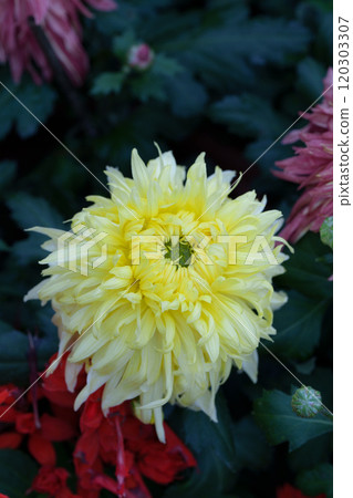 White chrysanthemums in the park White chrysanthemums in the park 120303307