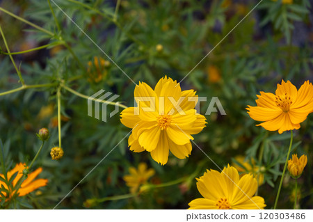 黃波斯菊 黃波斯菊 120303486