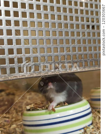 Domestic rat in a cage holds food with its paws and eats. A rodent with whiskers, a tail, and whitefooted mice is sitting in a cage, gazing out the window. It may be a pet or a pest like packrats 120303667