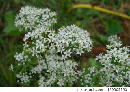 【九月】韭菜花 拍攝地點:自家花園(神奈川縣大和市) 【九月】韭菜花 拍攝地點:自家花園(神奈川縣大和市) 120303760