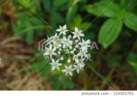 【九月】韭菜花 拍攝地點:自家花園(神奈川縣大和市) 【九月】韭菜花 拍攝地點:自家花園(神奈川縣大和市) 120303761