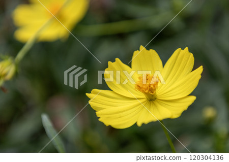 Kivanacosmos Kivanacosmos 120304136