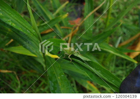 Grasshopper on a ginger leaf. Photographed in a home garden (Yamato City, Kanagawa Prefecture) Grasshopper on a ginger leaf. Photographed in a home garden (Yamato City, Kanagawa Prefecture) 120304139