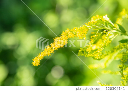 Solidago altissima flower close-up 120304141