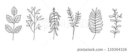 Set of twigs with leaves botanical hand - drawn.Vector illustration 120304326