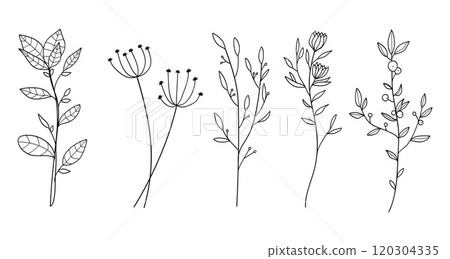 Hand drawn floral minimal elements in line art style. Greenery for decoration, wild and garden plants, branches, leaves. Vector 120304335