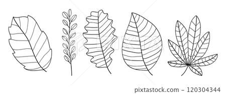 Set of leaves botanical hand- drawn collection.Vector illustration Set of leaves botanical hand- drawn collection.Vector illustration 120304344