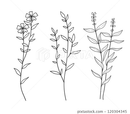 Set of twigs with leaves botanical hand- drawn.Vector illustration Set of twigs with leaves botanical hand- drawn.Vector illustration 120304345