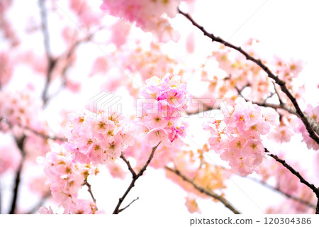 Kanto - Spring Cherry Blossoms - The pretty pink color of the early-blooming cherry blossoms in Ashigara, Minamiashigara City, Kanagawa Prefecture (2) 120304386