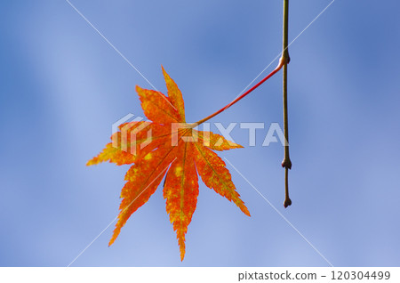 Autumnal maple leaves 120304499
