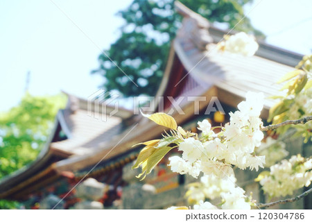 White cherry blossoms blooming in the shrine grounds 120304786