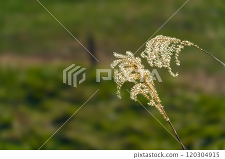 Ears of Japanese pampas grass blooming in the autumn field 120304915