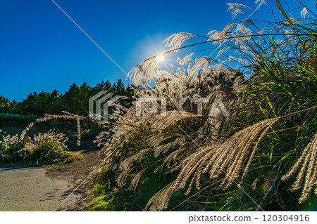 Susuki shining in the blue sky 120304916