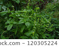September: Basil Location: Home garden (Yamato City, Kanagawa Prefecture) 120305224