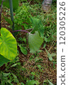 [September] Pests on taro. Photographed in a home garden (Yamato City, Kanagawa Prefecture) 120305226