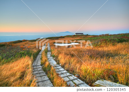 秋葉在夕陽的照耀下閃閃發光 120305345