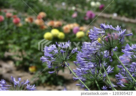 Blooming radially 120305427