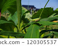 [October] Praying mantis on ginger leaves. Photographed in a home garden (Yamato City, Kanagawa Prefecture) 120305537