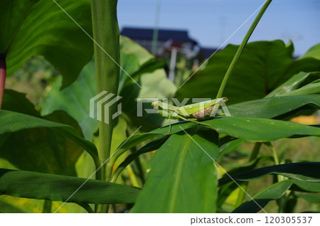 [October] Praying mantis on ginger leaves. Photographed in a home garden (Yamato City, Kanagawa Prefecture) 120305537