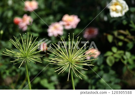 Blooming radially Blooming radially 120305588