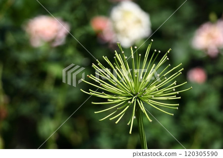 Blooming radially Blooming radially 120305590
