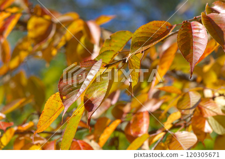 Cherry blossoms with yellow leaves bathed in sunlight Cherry blossoms with yellow leaves bathed in sunlight 120305671