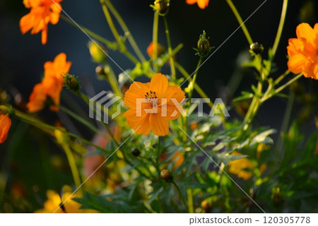 黃波斯菊、Kibana波斯菊(黃花秋櫻花) 黃波斯菊、Kibana波斯菊(黃花秋櫻花) 120305778