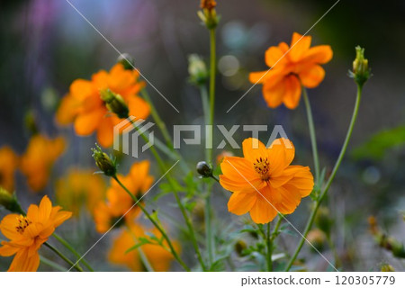 Kibana宇宙（黃色的花朵落櫻花） 120305779