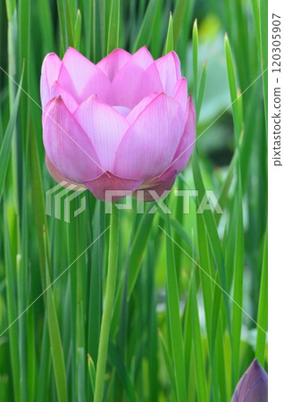 Lotus flower (Misato-cho, Saitama Prefecture) 120305907