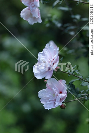 Decorating the summer tea room 120306118
