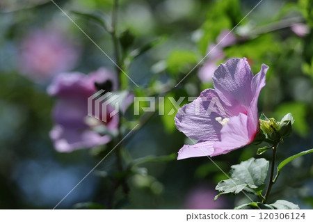 Decorating the summer tea room Decorating the summer tea room 120306124
