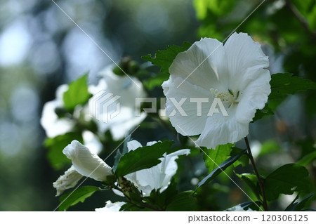 Decorating the summer tea room Decorating the summer tea room 120306125