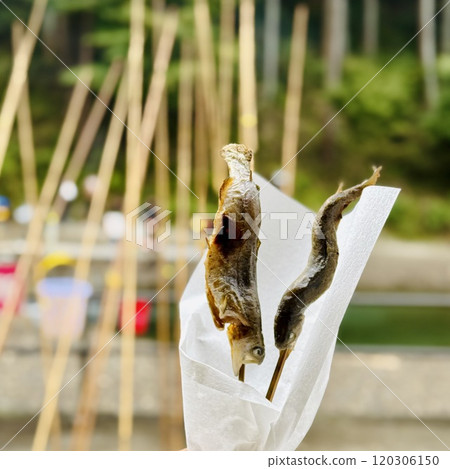 Smelt fish caught 120306150