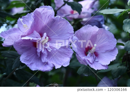 裝飾你的夏日茶室 120306166